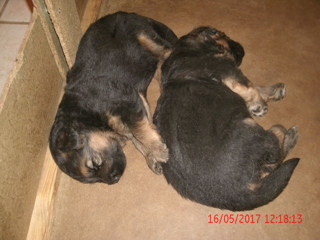 Les chiots de Frei et de Lobo Sont nés